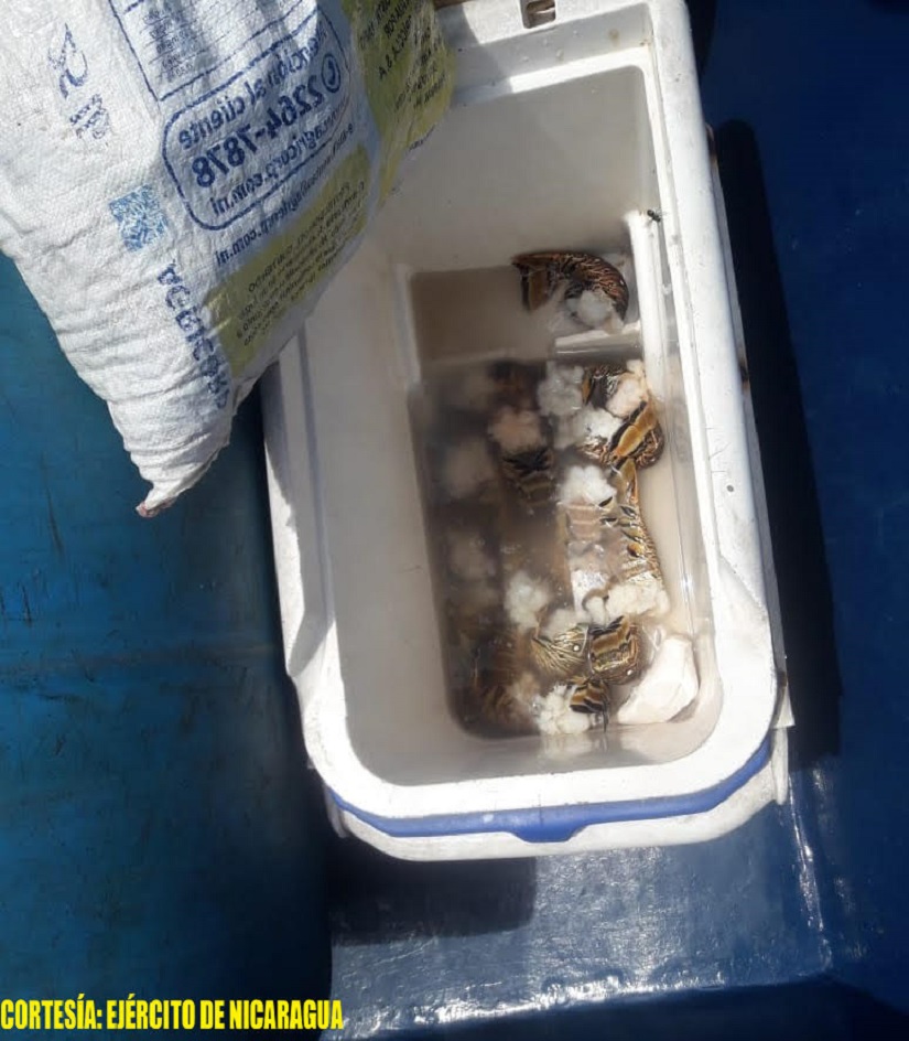 langosta1